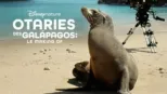 thumbnail - Otaries des Galápagos : Le Making Of