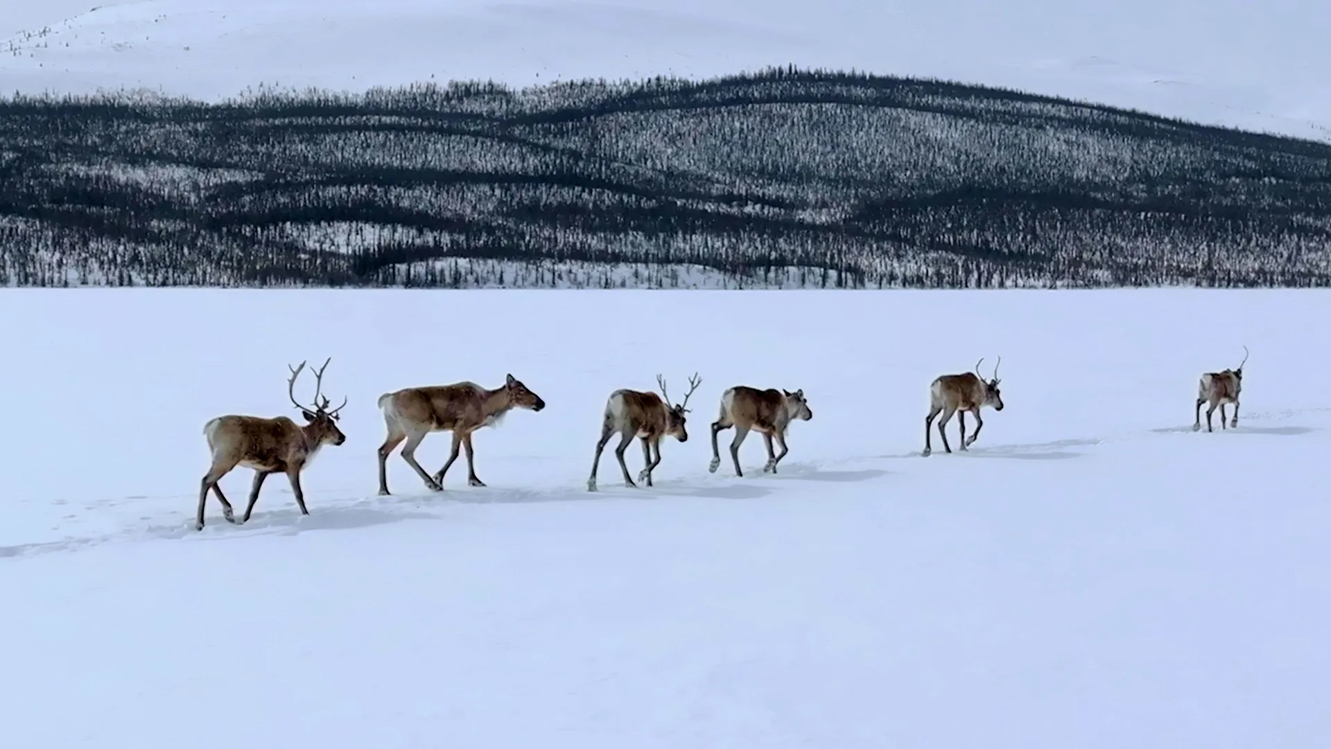 thumbnail - S6:E11 Welcome to Moose Point