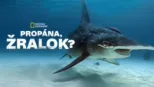 thumbnail - Propána, žralok?