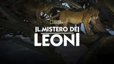 thumbnail - Il Mistero dei Leoni