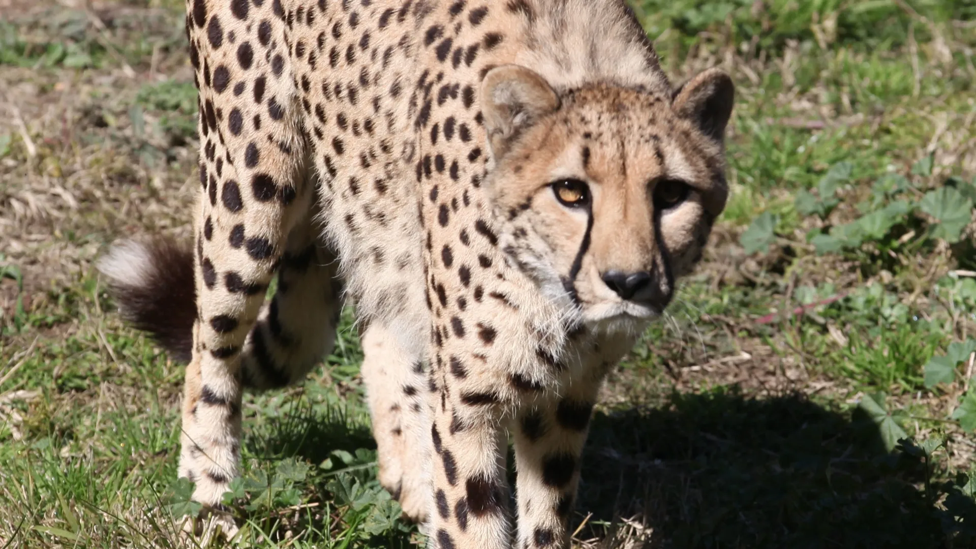 thumbnail - S2:E3 Once a Cheetah, Always a Cheetah