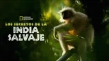 thumbnail - Los secretos de la India salvaje