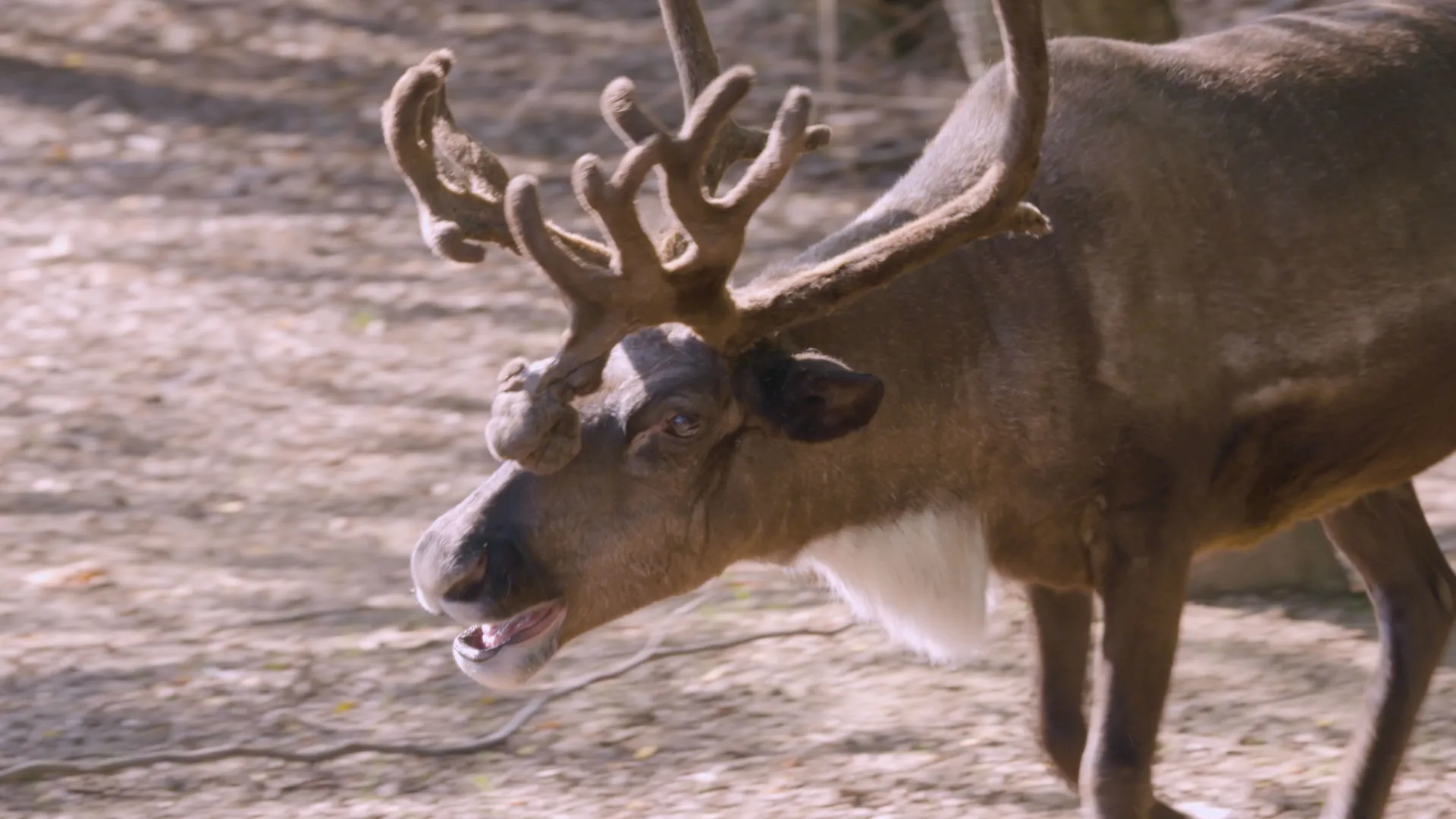 thumbnail - S5:E2 Reindeer Pedicure