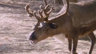 thumbnail - S5:E2 Reindeer Pedicure