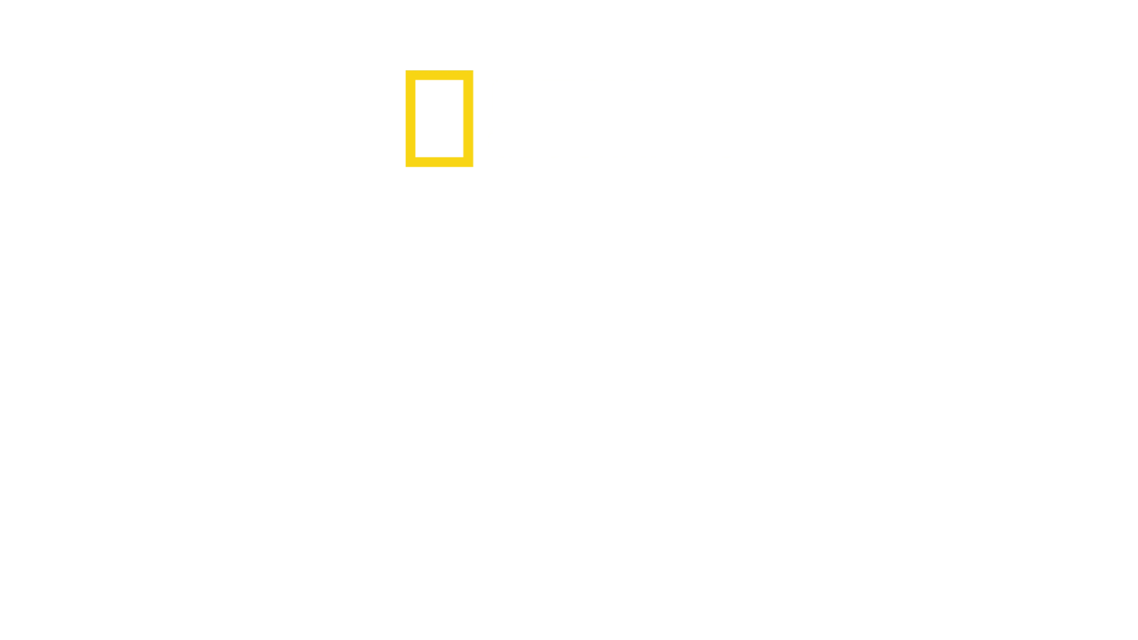 捕食者の死闘：ライオンvsチーター