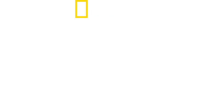 捕食者の死闘：ライオンvsチーター
