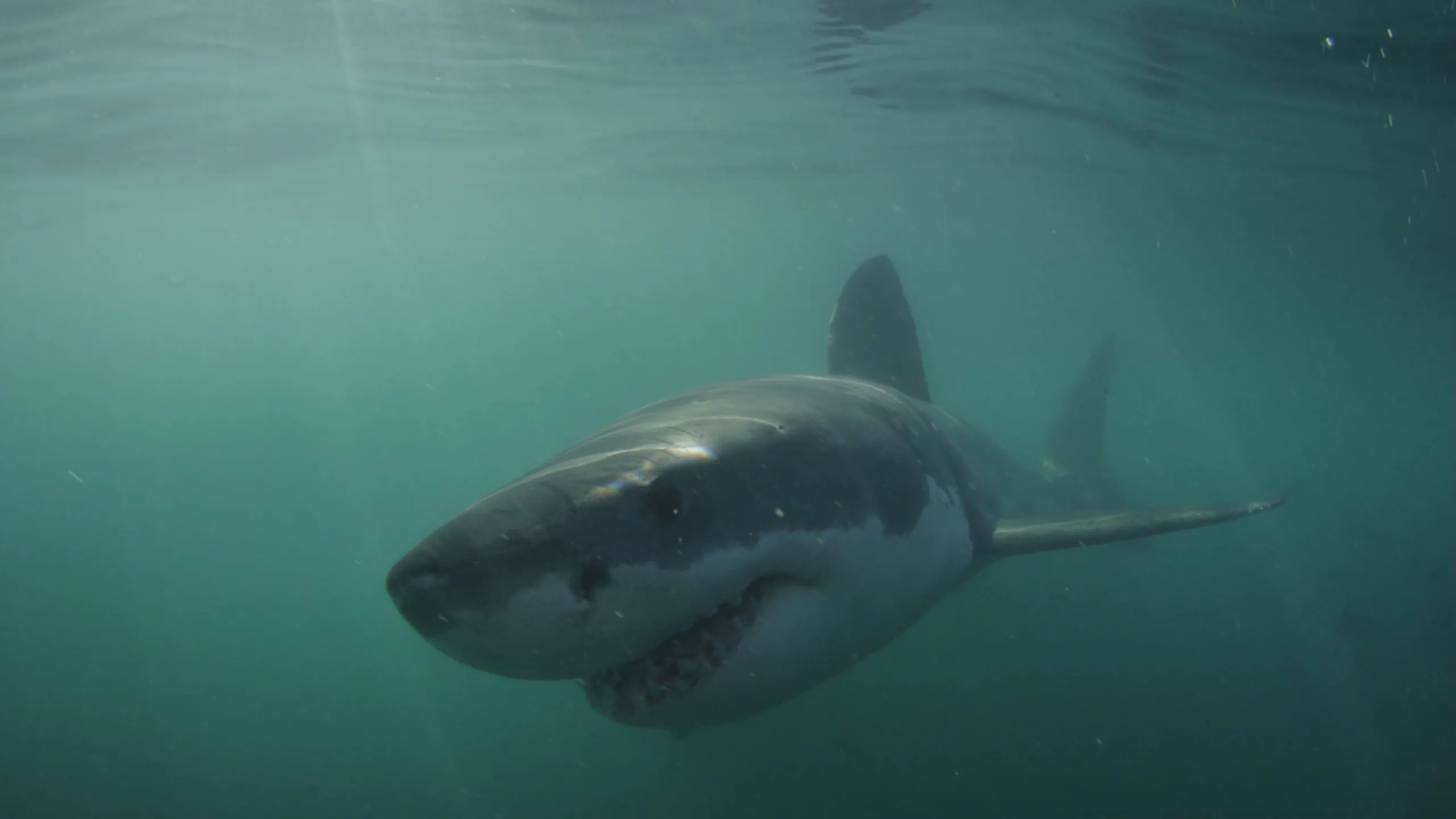thumbnail - S1:E1 California Great Whites