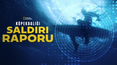 thumbnail - Köpekbalığı Saldırı Raporu