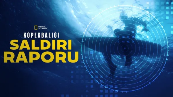 thumbnail - Köpekbalığı Saldırı Raporu