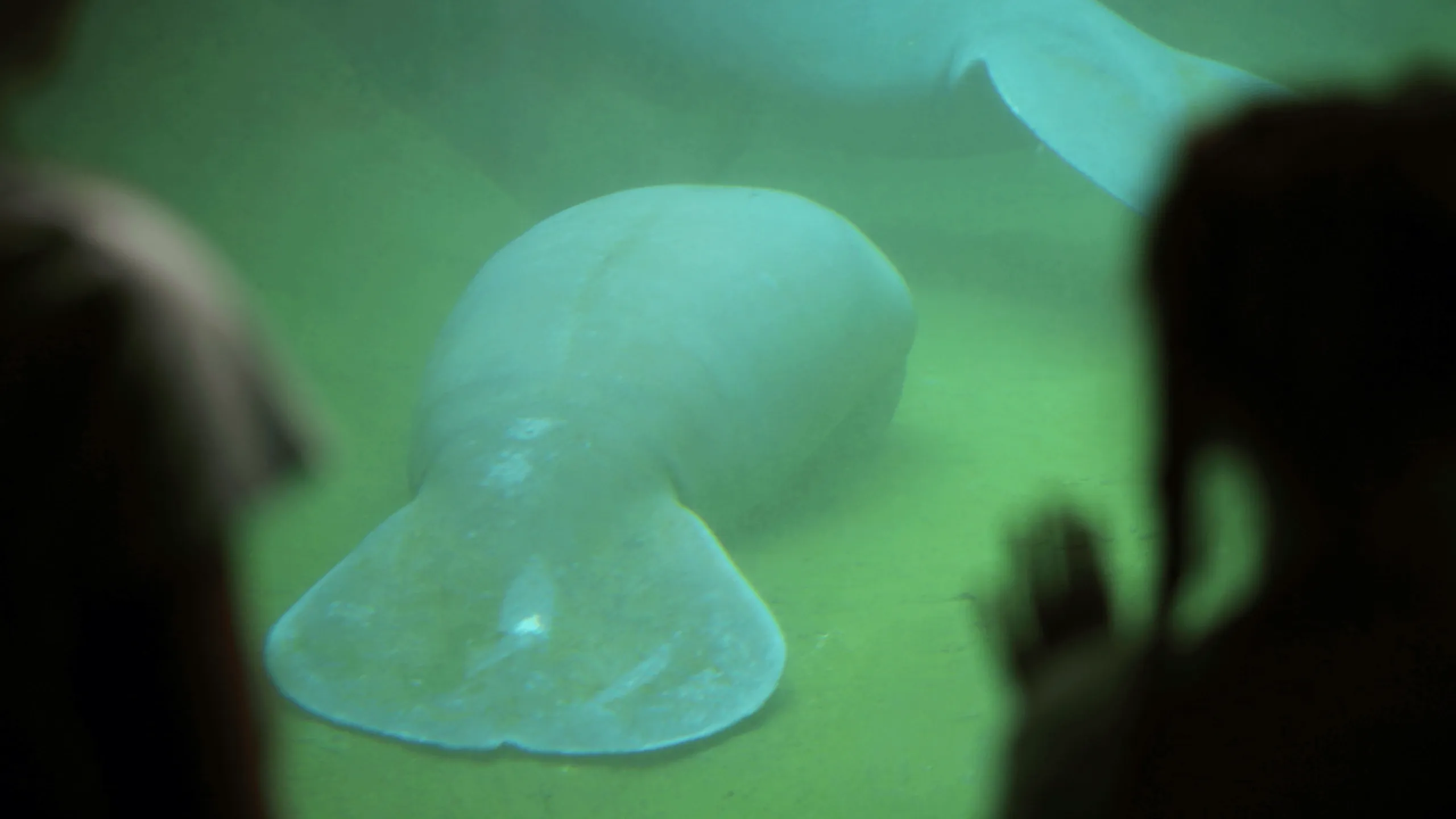 thumbnail - S1:E6 Oh, The Hu-Manatee!