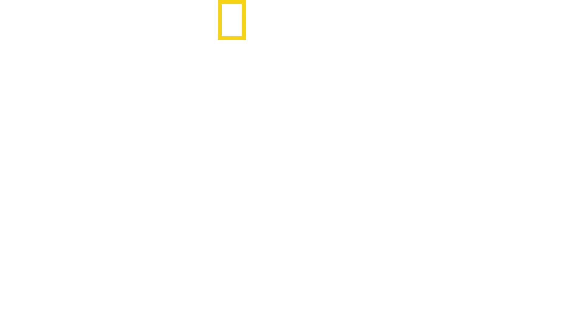Les lions des arbres