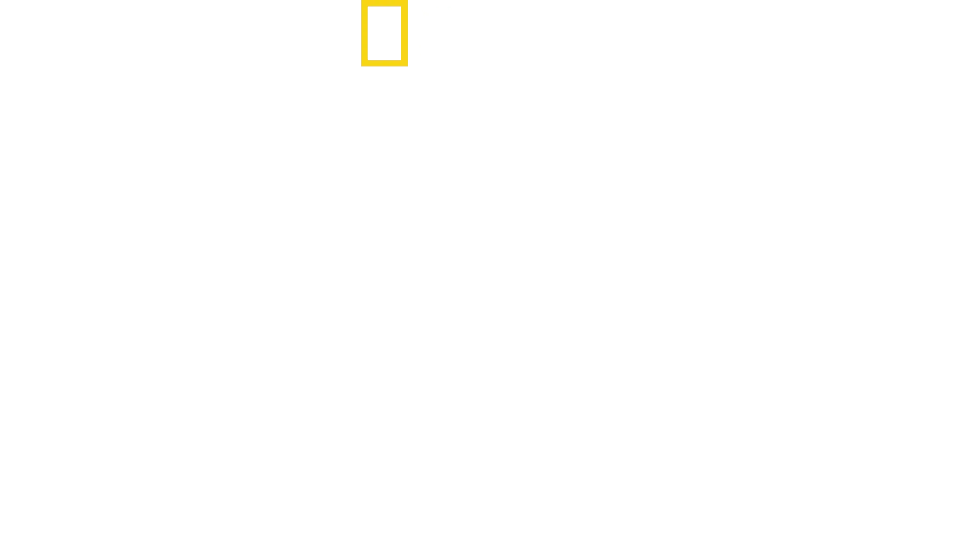 Les lions des arbres