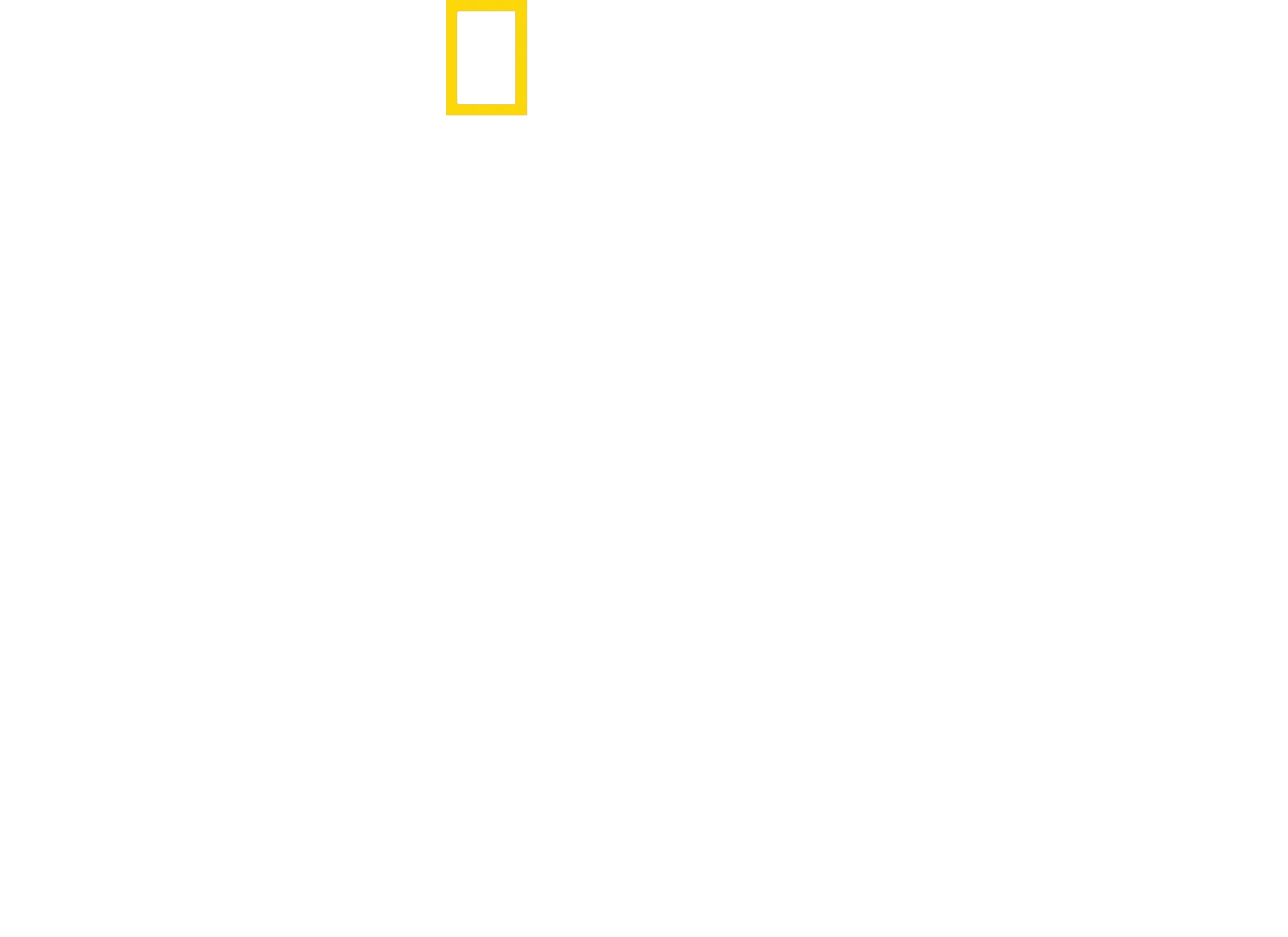 Les lions des arbres