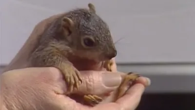 thumbnail - S28:E2 Before the Snowfall