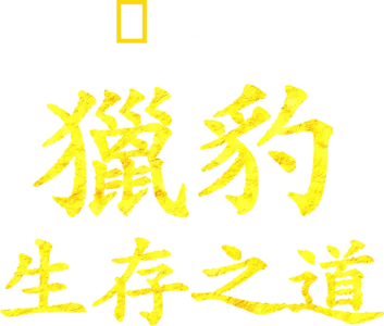 獵豹生存之道