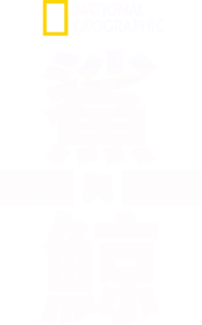 鯊與鯨