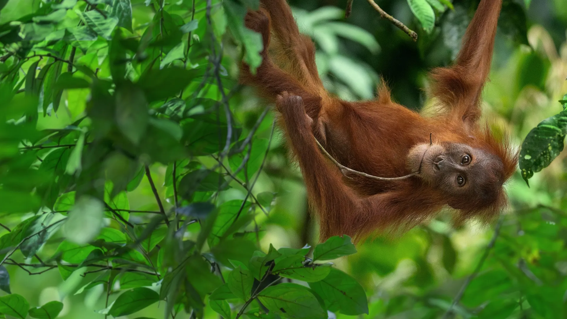 An orangutan hangs from some tree branches.