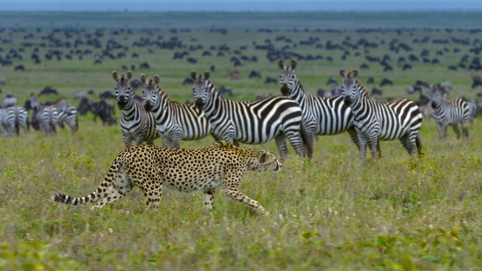 A cheetah stalks in front of a herd of onlooking zebras.  (credit: National Geographic/Tom Walker)