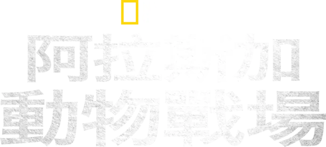阿拉斯加動物戰場