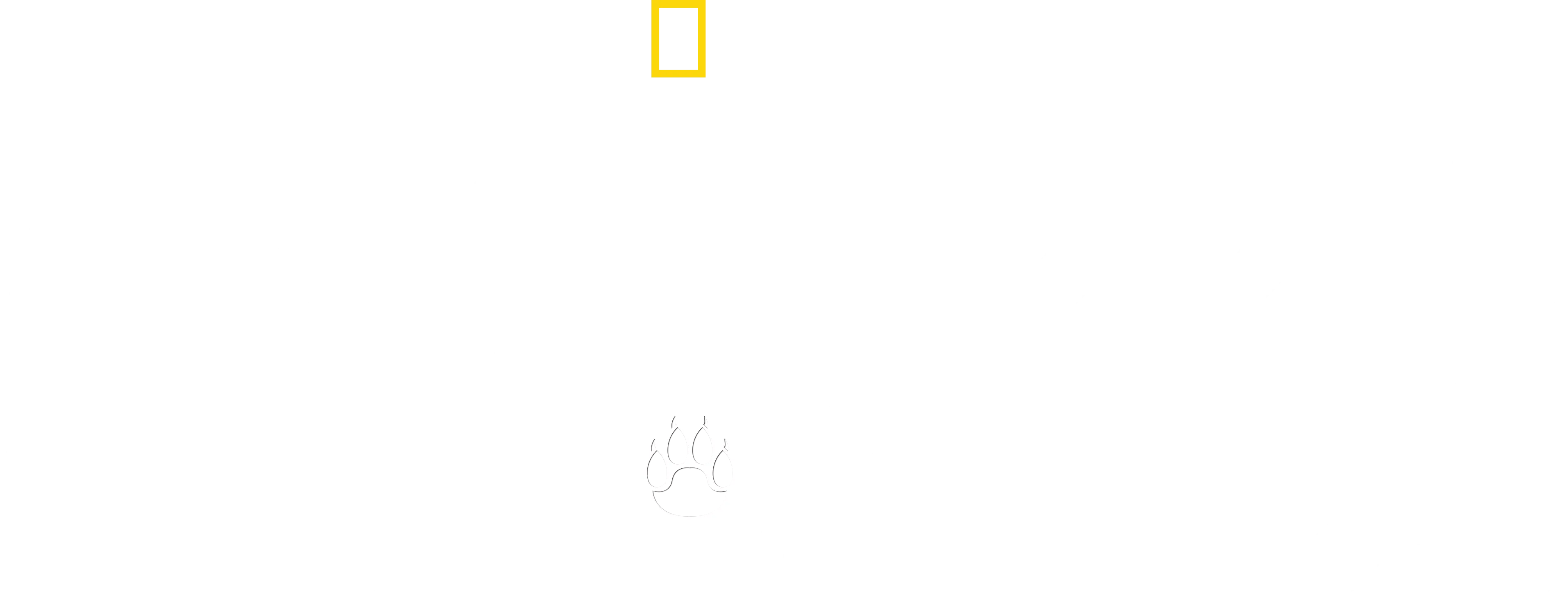 Au milieu des guépards