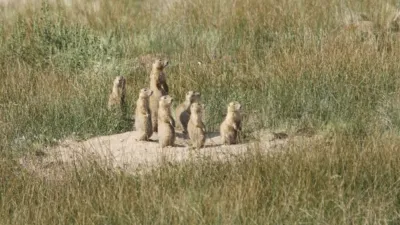 thumbnail - S1:E8 Homeward Bound