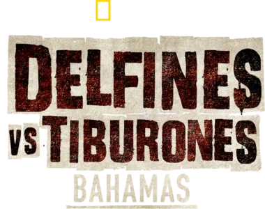 Delfines vs. tiburones: Bahamas