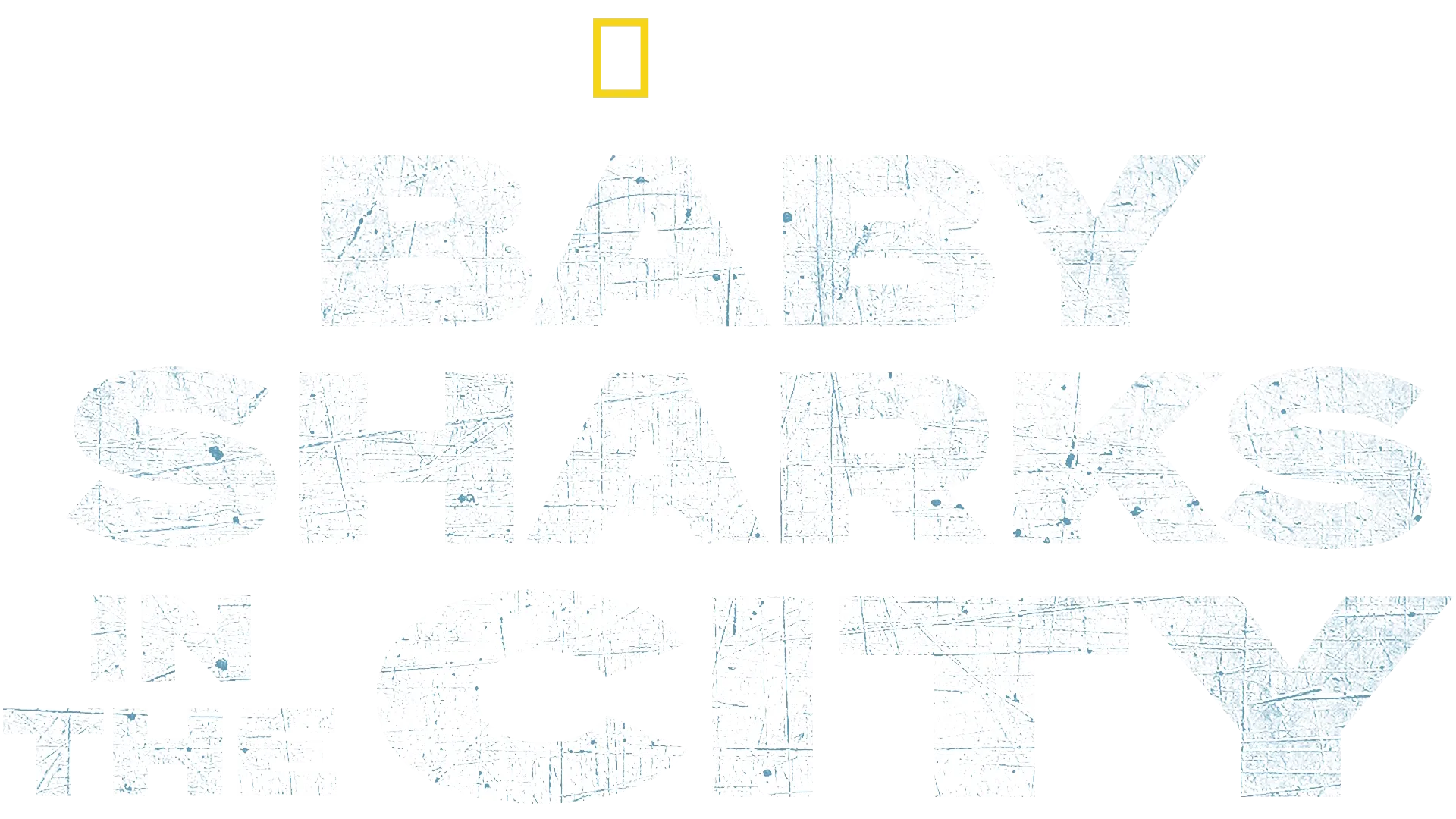Baby Sharks in the City