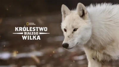 thumbnail - Królestwo białego wilka