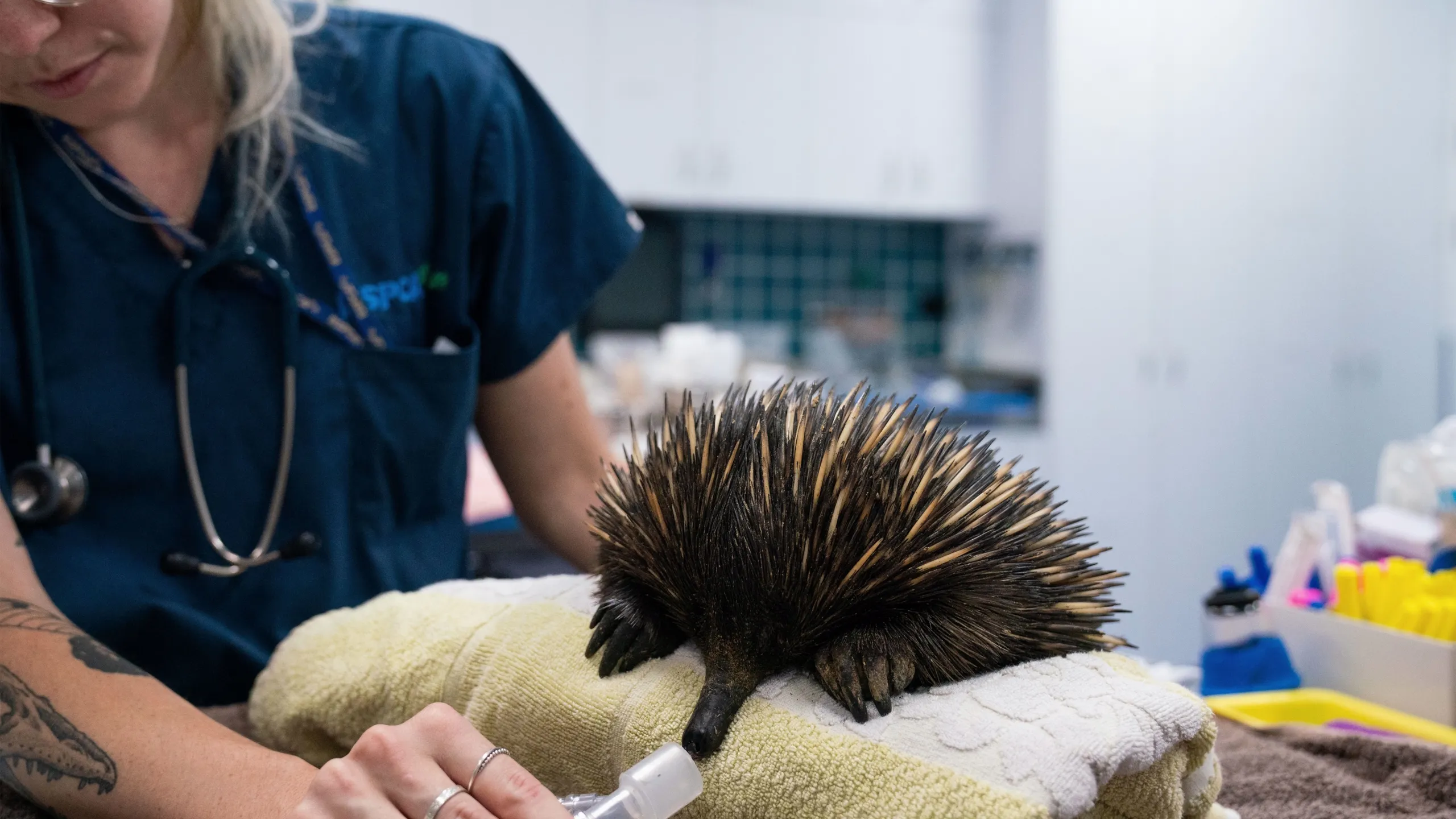 thumbnail - S3:E2 A Prickly Problem