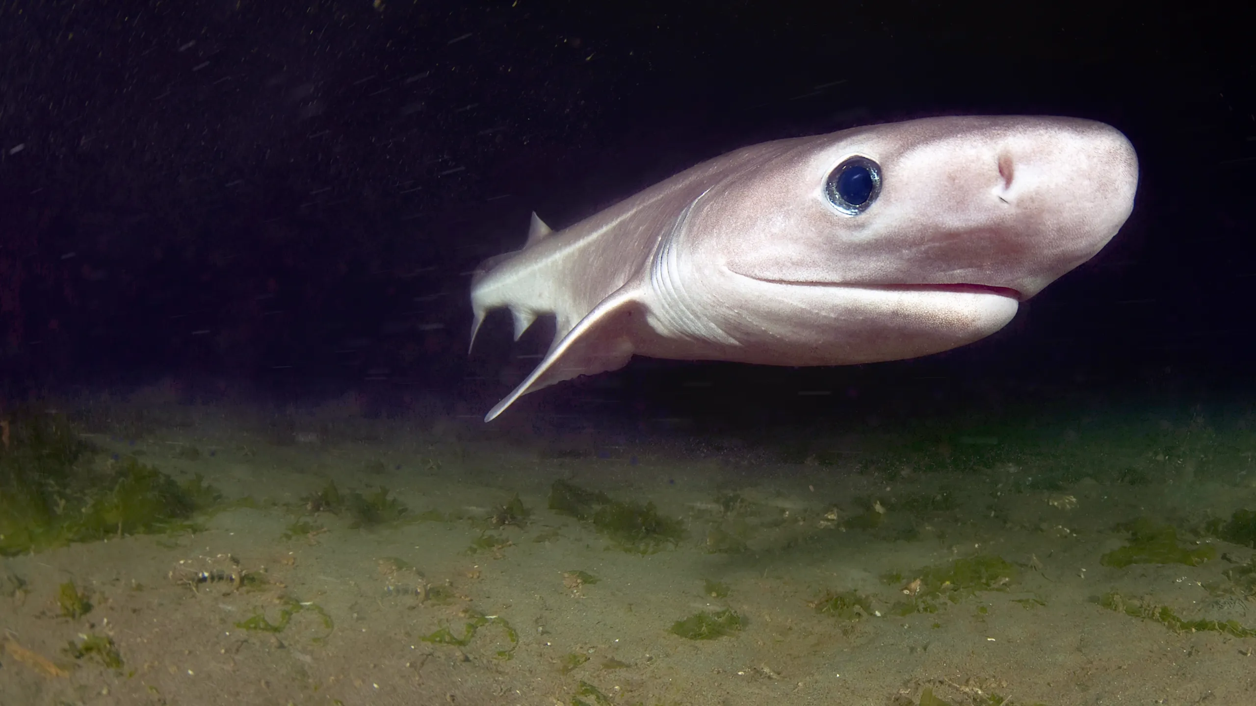 Unersättlich: Haie, die alles fressen