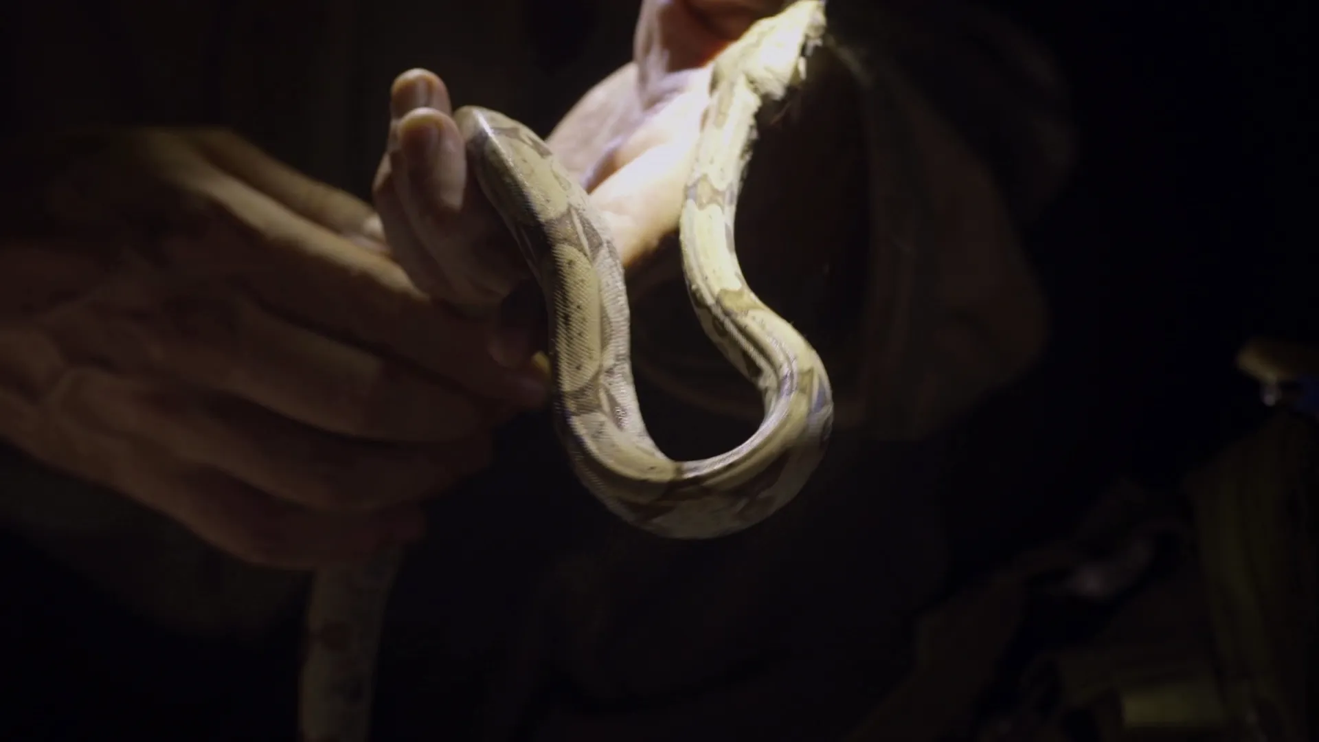 thumbnail - S1:E8 The 11-minute Snake