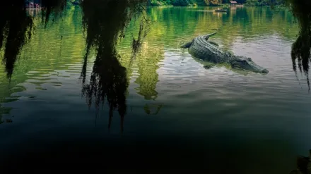 MonsterQuest: Gators in the City