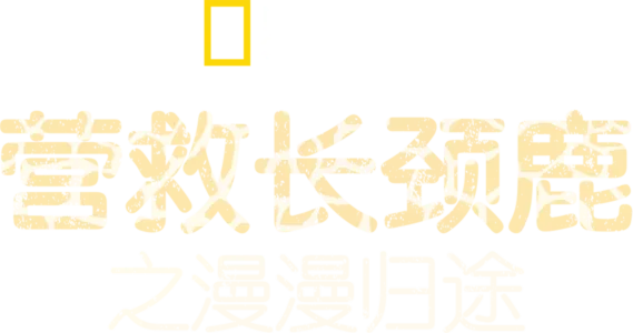 营救长颈鹿之漫漫归途
