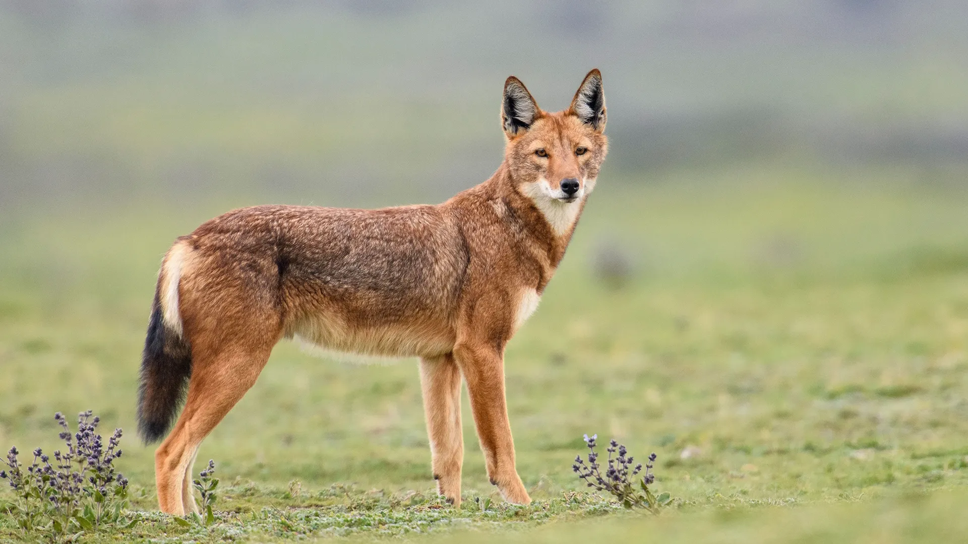 thumbnail - S1:E5 Mountain Queens