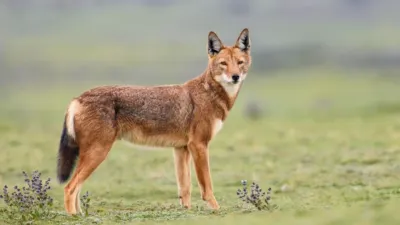 thumbnail - S1:E5 Mountain Queens