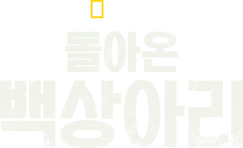 돌아온 백상아리