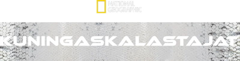 Kuningaskalastajat