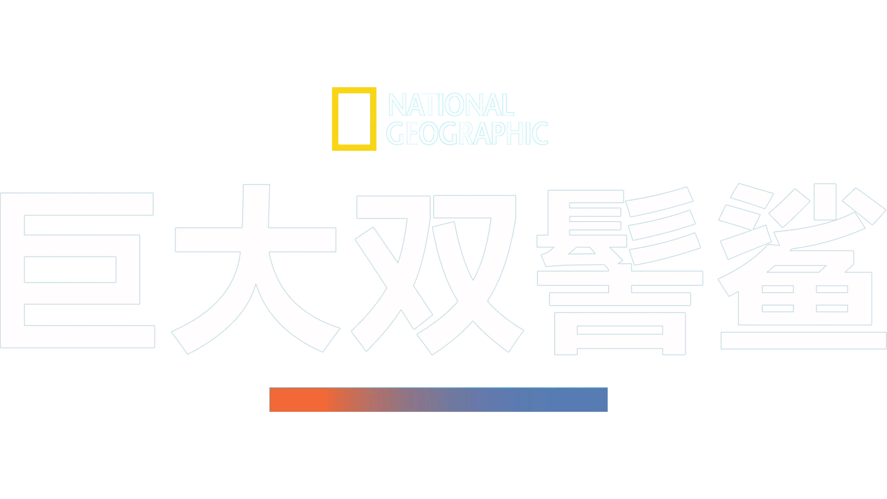 巨大双髻鲨