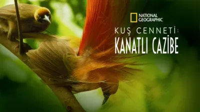 thumbnail - Kuş Cenneti: Kanatlı Cazibe
