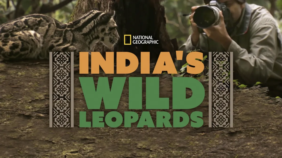 Watch India's Wild Leopards | Disney+