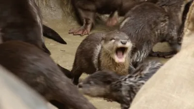 thumbnail - S1:E1 Yawning Otter feat. Parry Gripp