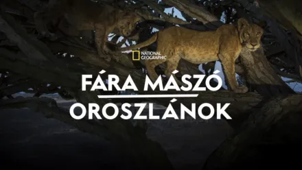 thumbnail - Fára mászó oroszlánok