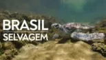 thumbnail - Brasil Selvagem
