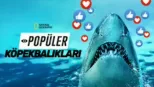 thumbnail - Popüler Köpekbalıkları