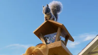 thumbnail - S1:E1 Squirrel!