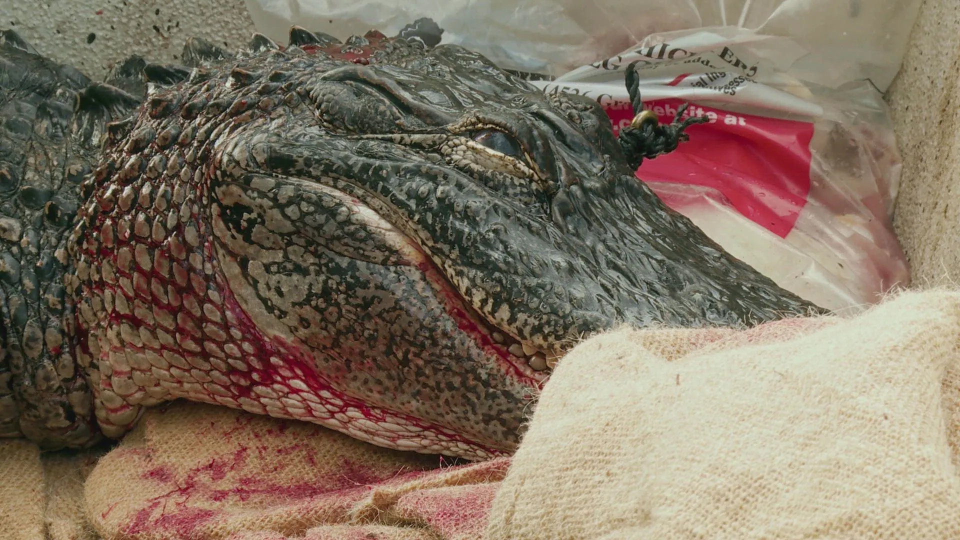 thumbnail - S15:E11 Full Moon Frenzy