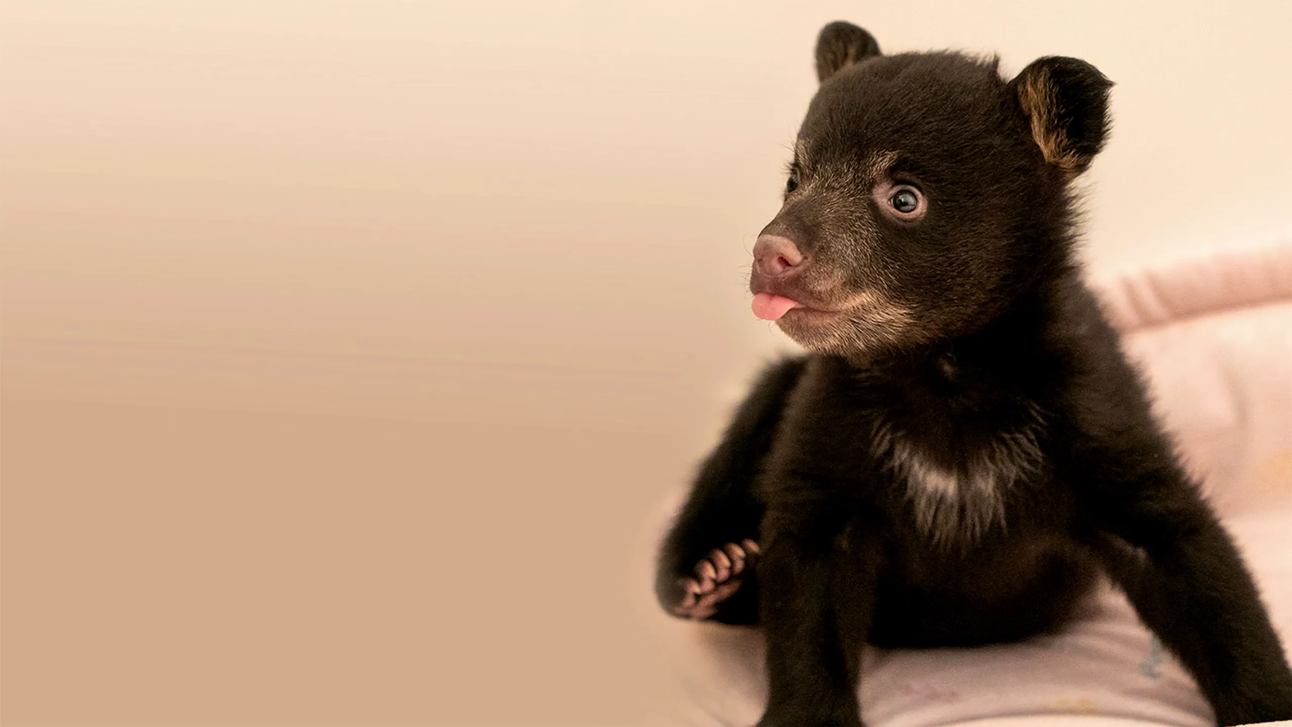 Campamento de cachorros