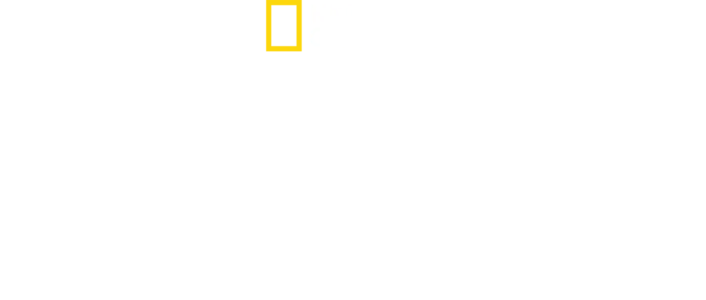 Köpekbalıkları Yunuslara Karşı: Ölümcül Savaş