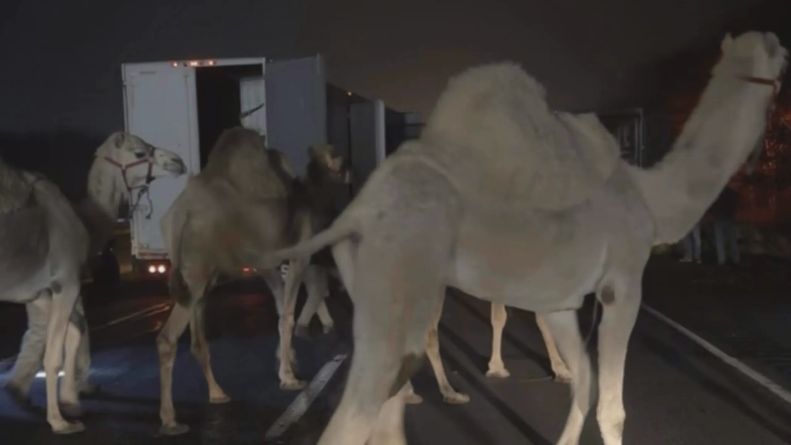 thumbnail - S9:E5 Fight, Flight or Flee