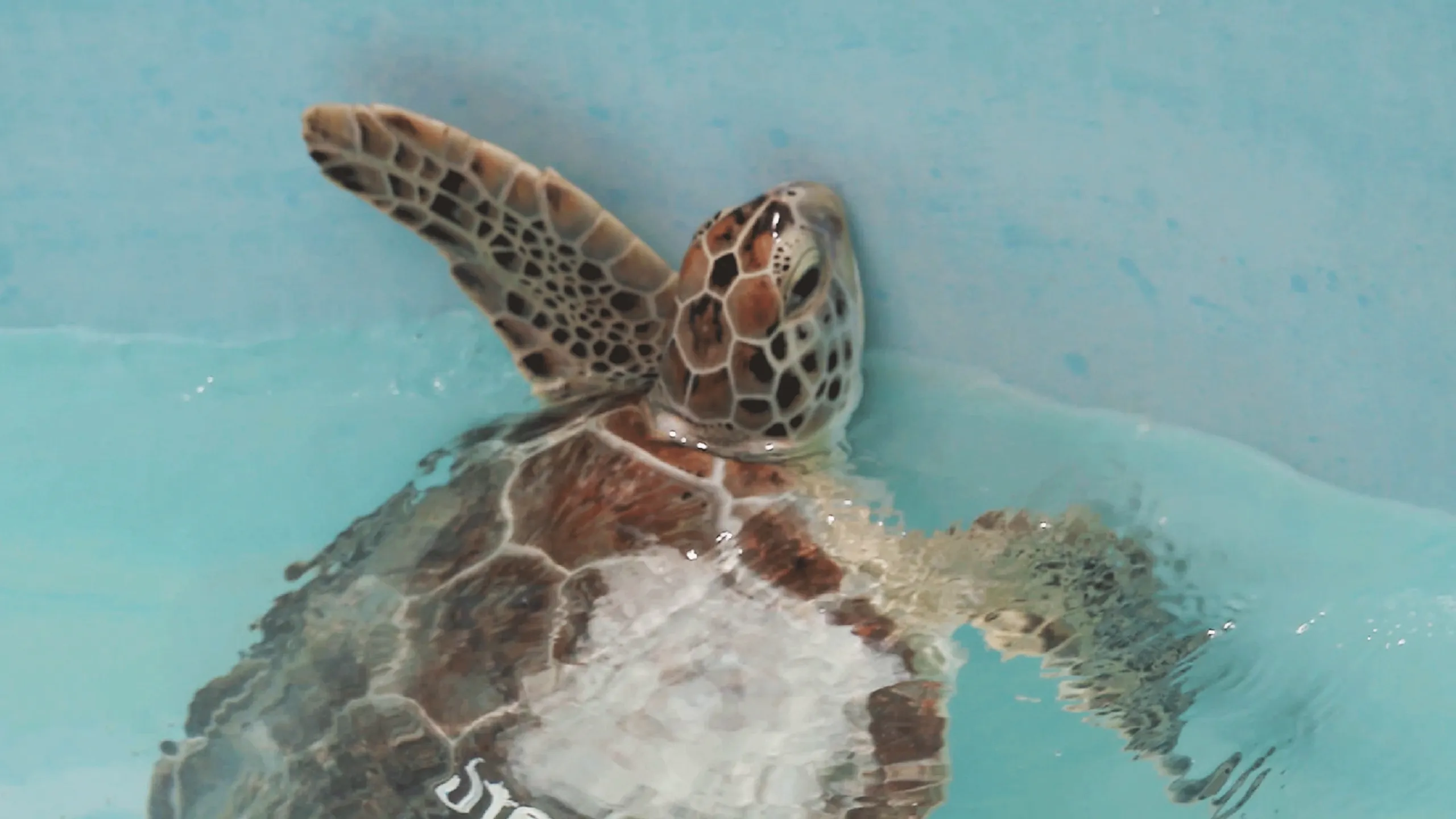 thumbnail - S1:E7 Turtle Time!